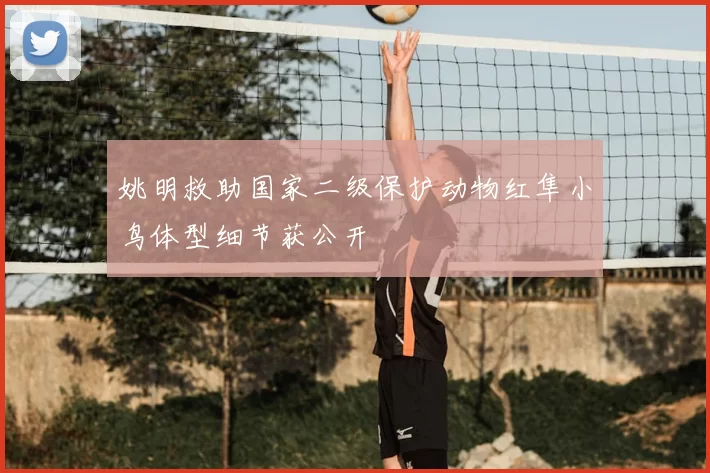 姚明救助国家二级保护动物红隼小鸟体型细节获公开