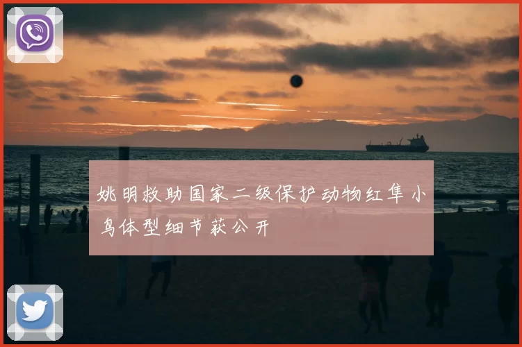 姚明救助国家二级保护动物红隼小鸟体型细节获公开